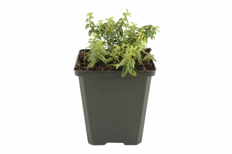 Zonneroosje Helianthemum 'Golden Queen' 5-10 Pot P9 Helianthemum 'Golden Queen'