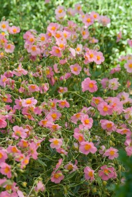 Zonneroosje Helianthemum hybride 'Lawrenson's Pink' 5-10 Pot P9