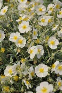 Helianthemum hybride 'The Bride'