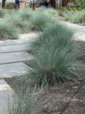 Blauwstraalhaver Helictotrichon sempervirens 5-10 Pot P9 Helictotrichon sempervirens