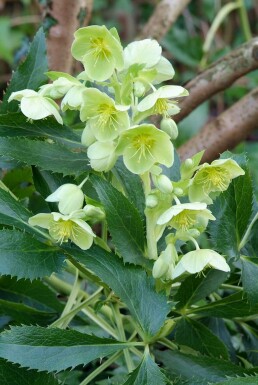 Kerstroos Helleborus argutifolius 5-10 Pot P9