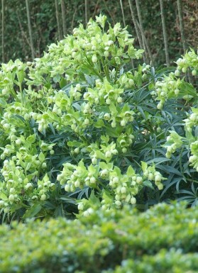 Stinkend nieskruid Helleborus foetidus 5-10 Pot P9 Helleborus foetidus