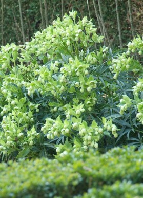 Stinkend nieskruid Helleborus foetidus 5-10 Pot P9