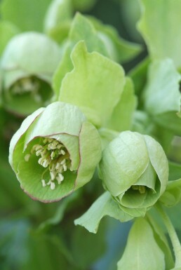 Stinkend nieskruid Helleborus foetidus 5-10 Pot P9