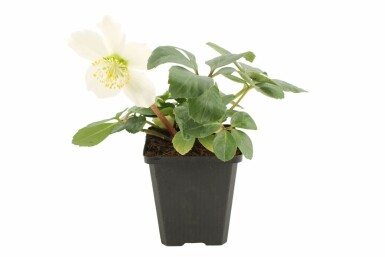 Kerstroos Helleborus niger 5-10 Pot P9