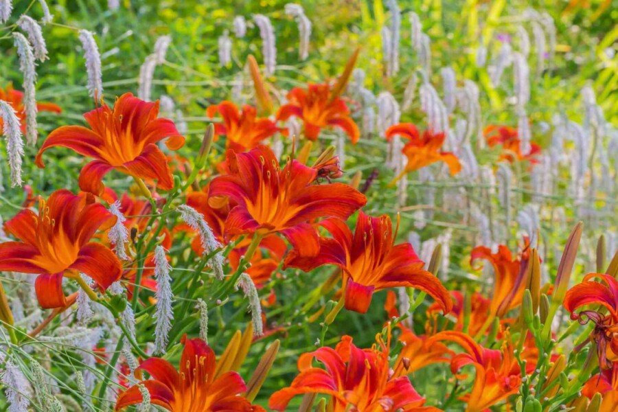 Daglelie Hemerocallis 'Sammy Russell' 10-15 Pot C2 Hemerocallis 'Sammy Russell'