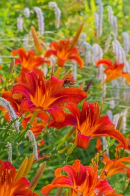 Daglelie Hemerocallis 'Sammy Russell' 5-10 Pot P9 Hemerocallis 'Sammy Russell'