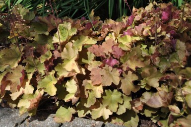 Purperklokje Heuchera 'Caramel' 5-10 Pot P9