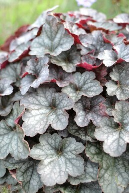 Purperklokje Heuchera 'Regina' 5-10 Pot P9