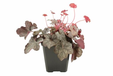 Purperklokje Heuchera 'Regina' 5-10 Pot P9