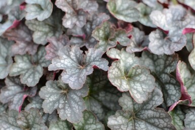 Purperklokje Heuchera 'Regina' 5-10 Pot P9 Heuchera 'Regina'