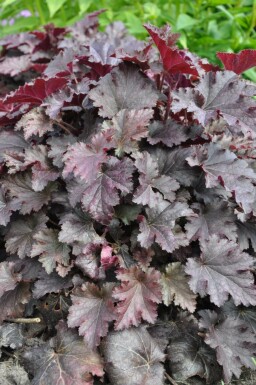 Purperklokje Heuchera 'Stormy Seas' 5-10 Pot P9