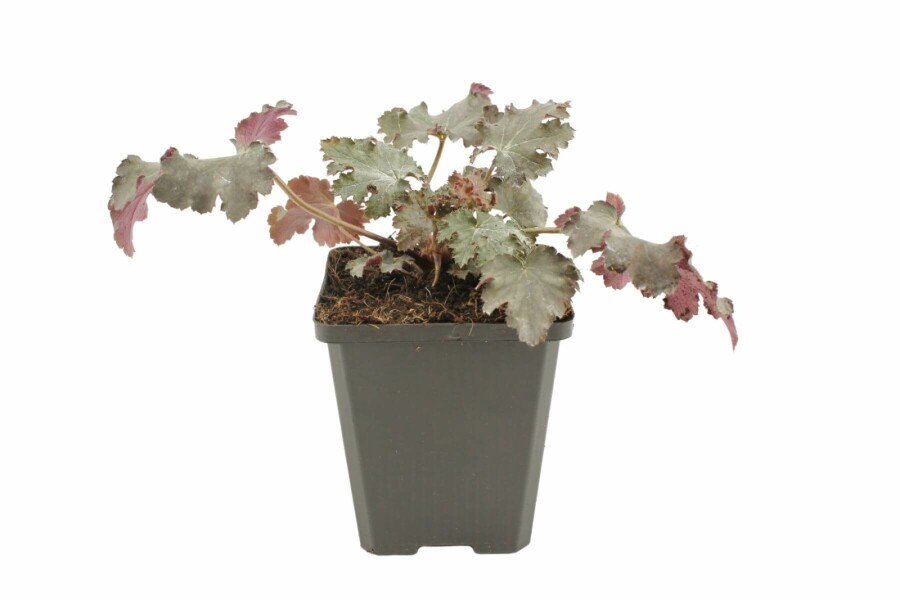 Purperklokje Heuchera 'Stormy Seas' 5-10 Pot P9 Heuchera 'Stormy Seas'