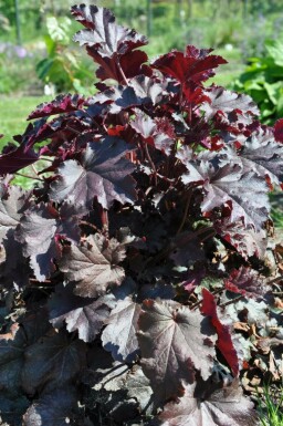 Purperklokje Heuchera 'Stormy Seas' 5-10 Pot P9 Heuchera 'Stormy Seas'
