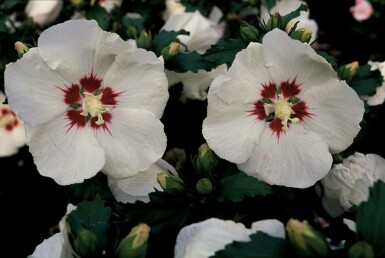 Hibiscus syriacus 'Red Heart' struik 80-100 cm