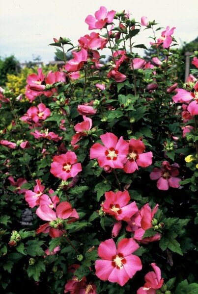 Hibiscus syriacus 'Woodbridge' C3 30-40