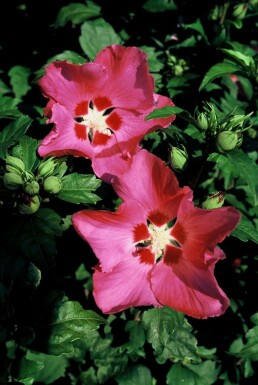 Hibiscus syriacus 'Woodbridge' C3 30-40