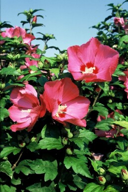 Hibiscus syriacus 'Woodbridge' C3 30-40