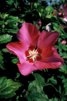 Hibiscus syriacus 'Woodbridge' C3 30-40