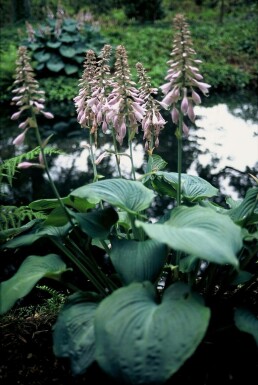 Hartlelie Hosta 'Blue Angel' 5-10 Pot P9