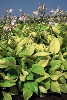 Hartlelie Hosta 'Sum and Substance' 5-10 Pot P9