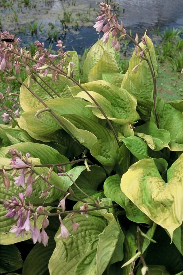 Hartlelie Hosta 'Sum and Substance' 5-10 Pot P9 Hosta 'Sum and Substance'
