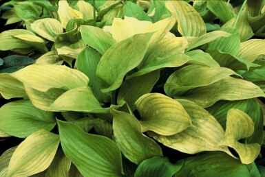 Hartlelie Hosta 'Sum and Substance' 5-10 Pot P9 Hosta 'Sum and Substance'