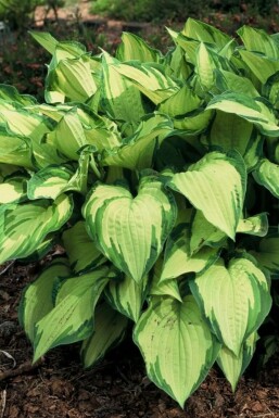 Hartlelie Hosta fortunei 'Albopicta' 5-10 Pot P9