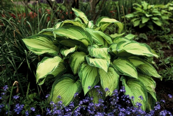 Hartlelie Hosta fortunei 'Albopicta' 5-10 Pot P9