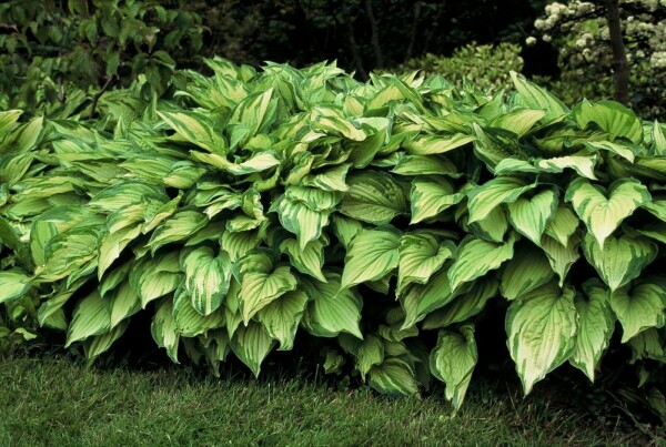 Hartlelie Hosta fortunei 'Albopicta' 5-10 Pot P9