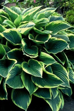 Hosta Hosta fortunei 'Aureomarginata' 10-15 Pot C2 Hosta fortunei 'Aureomarginata'