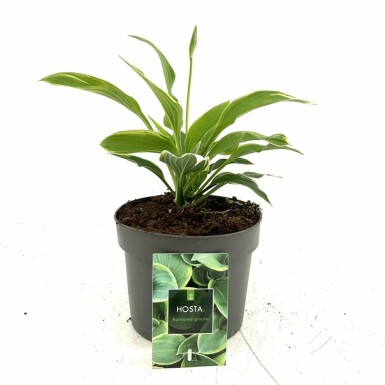Hosta Hosta fortunei 'Aureomarginata' 10-15 Pot C2 Hosta fortunei 'Aureomarginata'