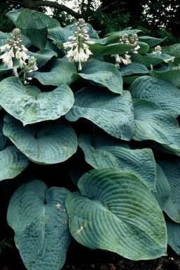 Hartlelie Hosta sieboldiana 'Elegans' 5-10 Pot P9