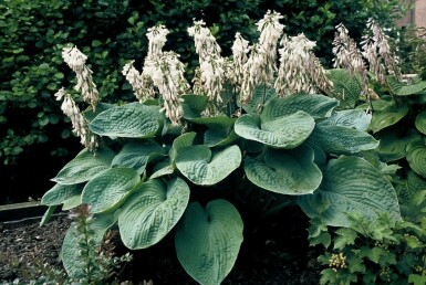 Hartlelie Hosta sieboldiana 'Elegans' 5-10 Pot P9 Hosta sieboldiana 'Elegans'
