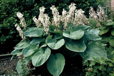 Hartlelie Hosta sieboldiana 'Elegans' 5-10 Pot P9