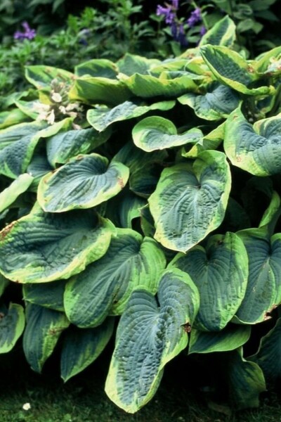 Hartlelie Hosta sieboldiana 'Frances Williams' 5-10 Pot P9 Hosta sieboldiana 'Frances Williams'