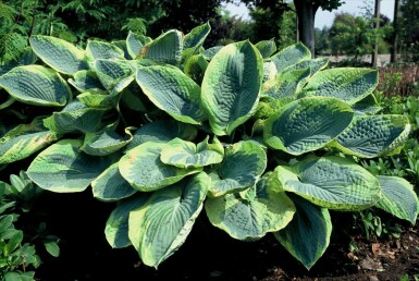 Hartlelie Hosta sieboldiana 'Frances Williams' 5-10 Pot P9 Hosta sieboldiana 'Frances Williams'
