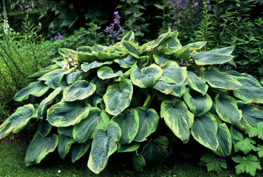 Hartlelie Hosta sieboldiana 'Frances Williams' 5-10 Pot P9 Hosta sieboldiana 'Frances Williams'