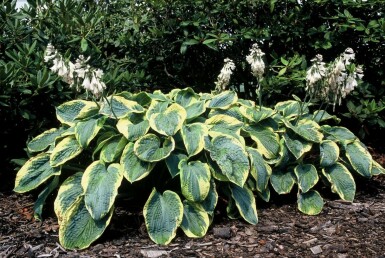 Hartlelie Hosta sieboldiana 'Frances Williams' 5-10 Pot P9 Hosta sieboldiana 'Frances Williams'