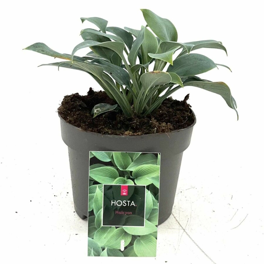 Hartlelie Hosta tardiana 'Halcyon' 10-15 Pot C2 Hosta tardiana 'Halcyon'