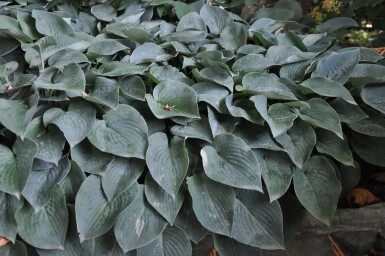 Hartlelie Hosta tardiana 'Halcyon' 5-10 Pot P9 Hosta tardiana 'Halcyon'