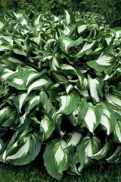 Hartlelie Hosta undulata 'Mediovariegata' 10-15 Pot C2 Hosta undulata 'Mediovariegata'
