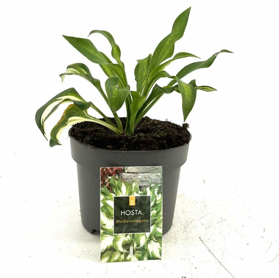 Hartlelie Hosta undulata 'Mediovariegata' 10-15 Pot C2 Hosta undulata 'Mediovariegata'
