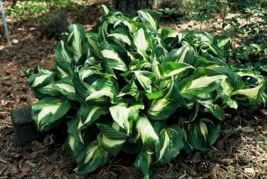 Hartlelie Hosta undulata 'Mediovariegata' 10-15 Pot C2 Hosta undulata 'Mediovariegata'