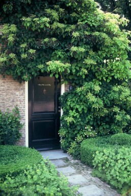 Klimhortensia Hydrangea anomala petiolaris Struik 80-100 Pot C12 Hydrangea anomala subsp. petiolaris struik 80-100 cm