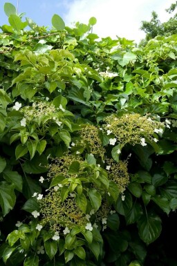 Klimhortensia Hydrangea anomala petiolaris Struik 40-50 Pot C2