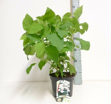 Hortensia Hydrangea arborescens 'Annabelle' Struik 20-30 Pot C2 Hydrangea arborescens 'Annabelle' struik 20-30 cm