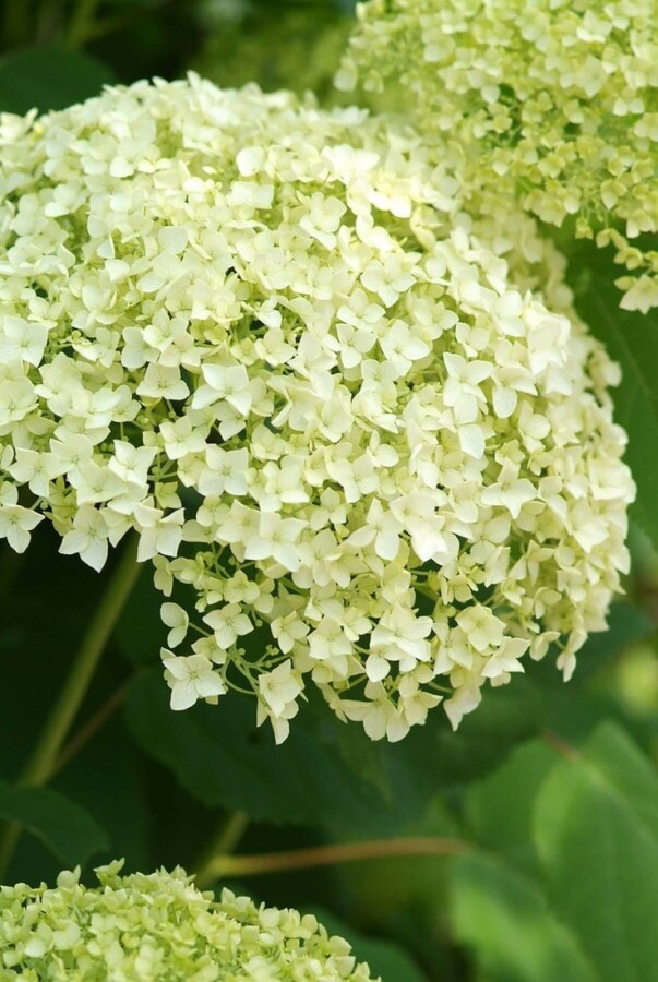 Hortensia Hydrangea arborescens 'Annabelle' Struik 20-30 Pot C2 Hydrangea arborescens 'Annabelle' struik 20-30 cm