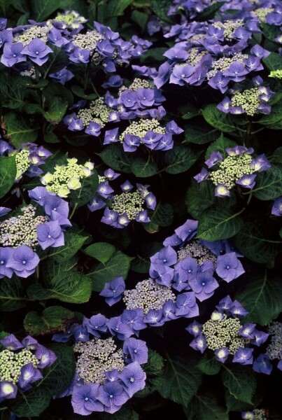 Hydrangea macrophylla 'Blaumeise' C2 20-30