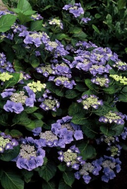 Hydrangea macrophylla 'Blaumeise' C2 20-30
